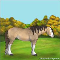 Horse Color:Buckskin Dun Splash 
