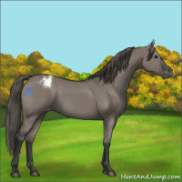 Horse Color:Grullo Appaloosa 