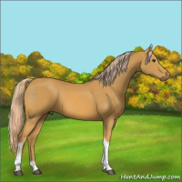 Horse Color:Palomino Tobiano 