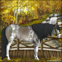 Horse Color:Platinum White Spotted Grullo Mushroom 