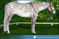 Horse Color:Platinum White Spotted Chocolate Palomino Dun 