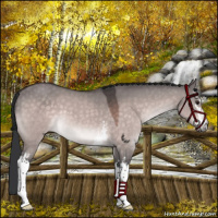 Horse Color:Platinum White Spotted Brown Dun Sabino