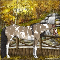 Horse Color:White Spotted Smoky Grullo 