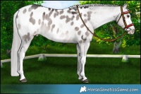 Horse Color:Platinum White Spotted Liver Red Dun Near Leopard 