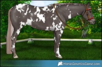 Horse Color:Platinum White Spotted Liver Chestnut 