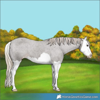 Horse Color:Liver Chestnut Splash Appaloosa