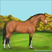 Horse Color:Bay 