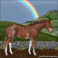 Horse Color:White Spotted Chestnut Sabino