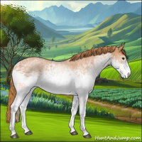 Horse Color:White Spotted Red Roan 