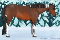Horse Color:Bay Tobiano