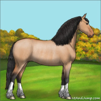 Horse Color:Bay Dun Rabicano 