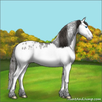 Horse Color:White Spotted Grullo Roan Splash Appaloosa Rabicano 