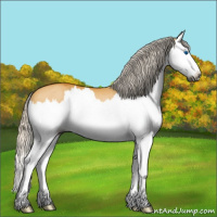 Horse Color:Gray Silver Buckskin Roan Dun Splash Rabicano 