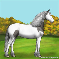 Horse Color:Grullo Splash Tobiano Rabicano 