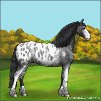 Horse Color:White Spotted Blue Roan Appaloosa Rabicano 