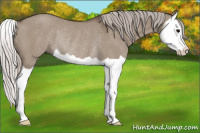 Horse Color:Silver Grullo Splash Rabicano 