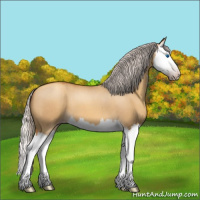 Horse Color:Gray Silver Amber Champagne Roan Dun Splash 
