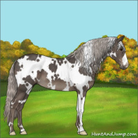 Horse Color:White Spotted Silver Black 