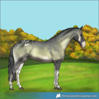 Horse Color:Brown Onyx Appaloosa 