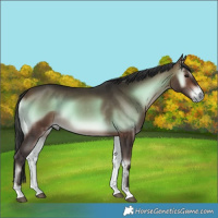 Horse Color:Bay Onyx 
