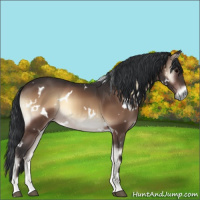 Horse Color:White Spotted Bay Onyx 