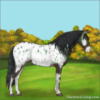 Horse Color:Brown Onyx Appaloosa 