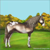 Horse Color:Liver Red Onyx Sabino Appaloosa 