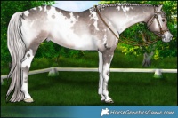 Horse Color:Platinum White Spotted Chocolate Palomino Onyx 