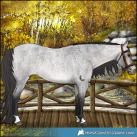 Horse Color:Platinum Buckskin Roan 