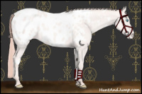 Horse Color:White Spotted Perlino Appaloosa 
