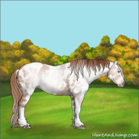Horse Color:Gray Gold Champagne Roan Tobiano Frame Near Leopard