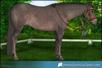 Horse Color:Platinum Liver Chestnut 
