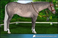 Horse Color:Platinum Chocolate Palomino 