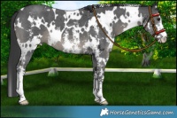 Horse Color:Platinum White Spotted Black Sabino 