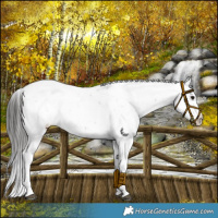 Horse Color:Platinum White Spotted Black Sabino Snowflake Varnish Rabicano 