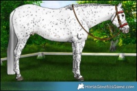 Horse Color:Platinum Black Sabino Rabicano 