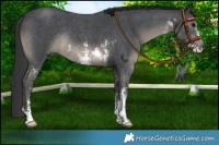 Horse Color:Platinum Black Sabino Rabicano 