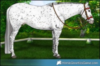 Horse Color:Platinum Smoky Black Sabino Rabicano 