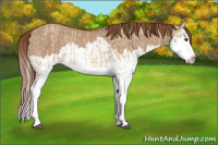 Horse Color:Red Dun Splash  and Red Dun Splash Rabicano 