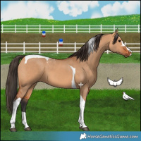 Horse Color:Bay Dun Tobiano 