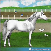 Horse Color:Gray Black Tobiano