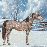Horse Color:White Spotted Liver Chestnut Ice 