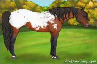 Horse Color:Brown Appaloosa 