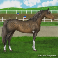 Horse Color:Chocolate Palomino Tobiano 