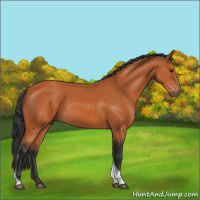 Horse Color:Bay Tobiano 