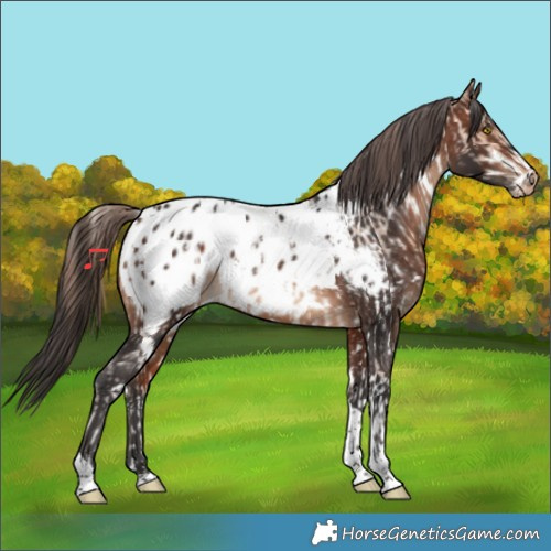 Horse Color:White Spotted Amber Champagne Sabino Appaloosa  and White Spotted Bay Tobiano Appaloosa 