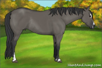 Horse Color:Grullo Sabino Rabicano 