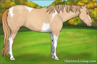 Horse Color:Gold Champagne Tobiano