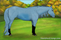 Horse Color:ERROR: UNKNOWN ANOMALY