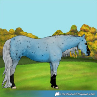 Horse Color:ERROR: UNKNOWN ANOMALY